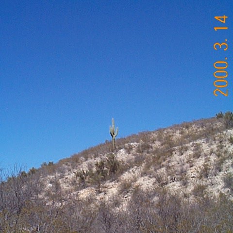 [lone saguaro]