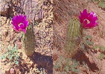 [cactus bloom]