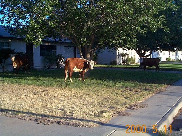 [cows in Doctor's 
yard]