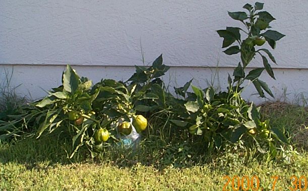 [big wind breaks
pepper]