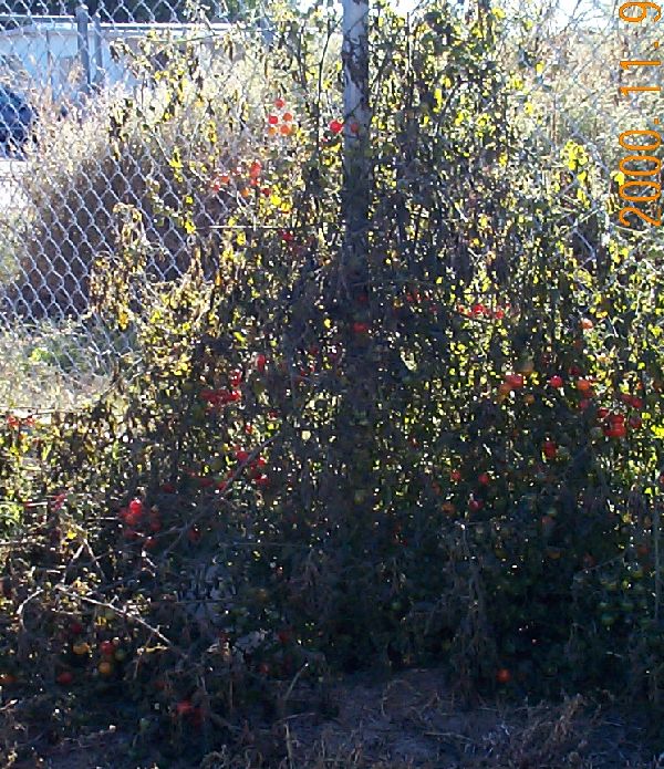 wilting tomato plant