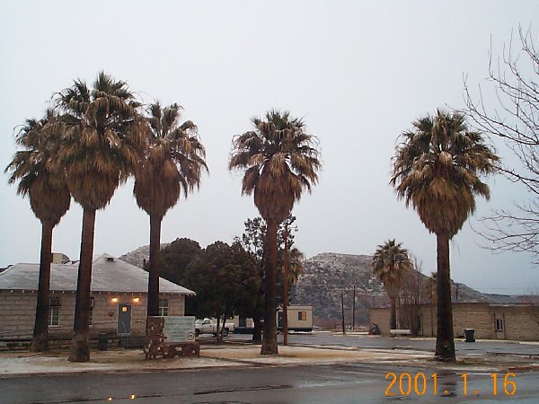 [palms gilded in snow]